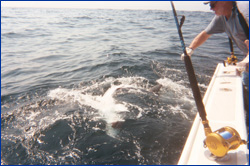 Falmouth Fishing Charters on the Bluefin