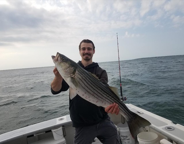 More nice stripers...