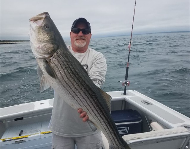 Another Nantucket Sound striped bass caught aboard the Bluefin