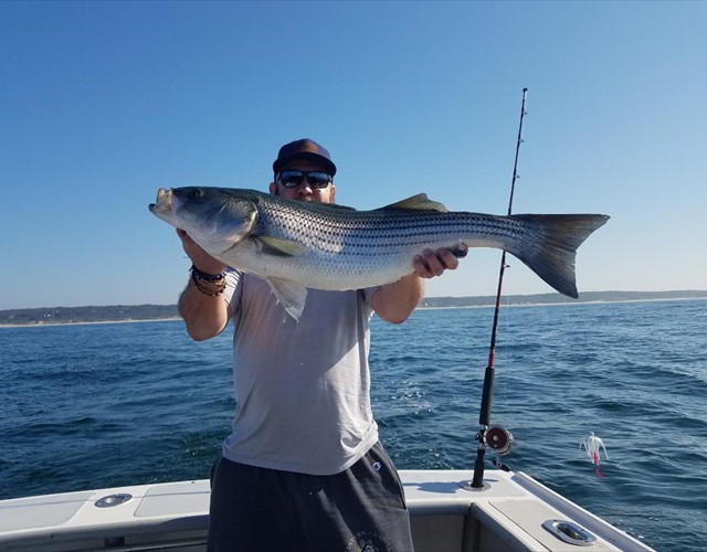 Another big striped bass!