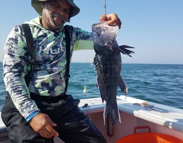 Another good sea bass