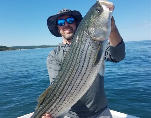 A really nice striped bass!