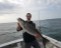 More nice stripers...