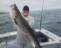 Another Nantucket Sound striped bass caught aboard the Bluefin