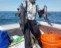 Nice black sea bass