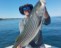 A really nice striped bass!