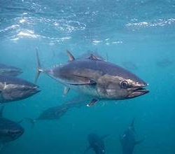 School Bluefin Tuna Charters 